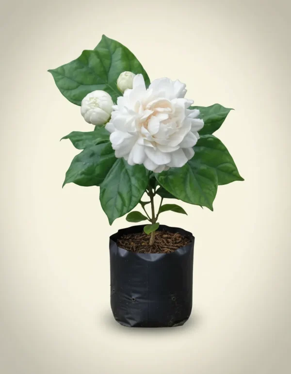 Jasminum sambac 'Grand Duke of Tuscany'