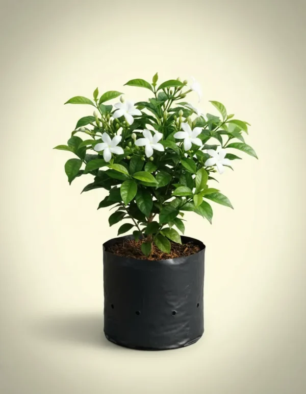 Jasminum grandiflorum