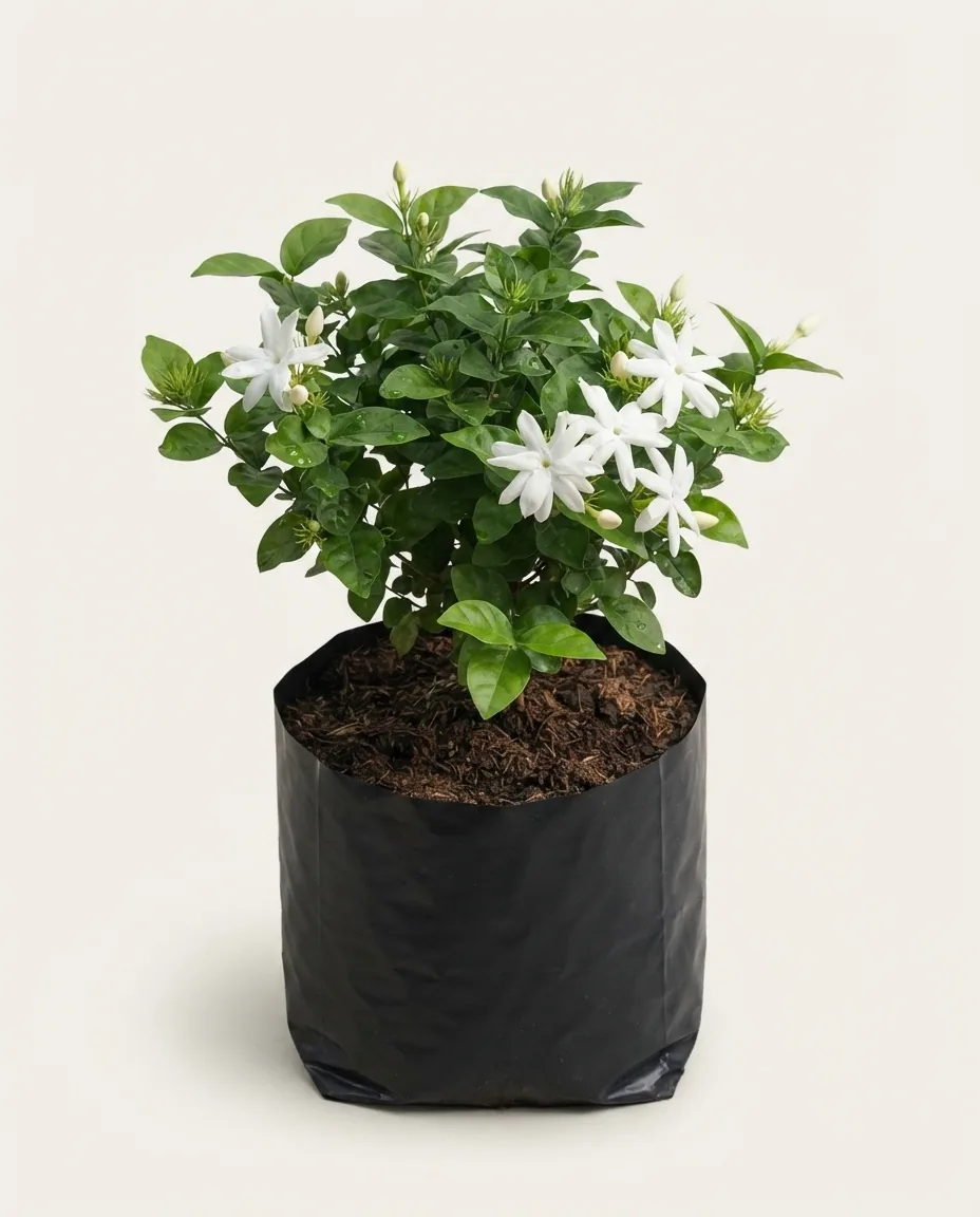 Jasminum nitidum