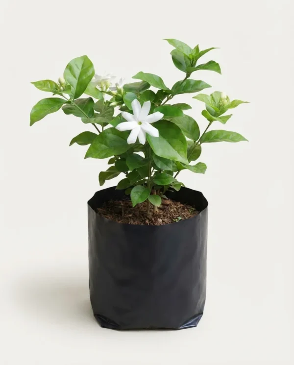 Jasminum rex