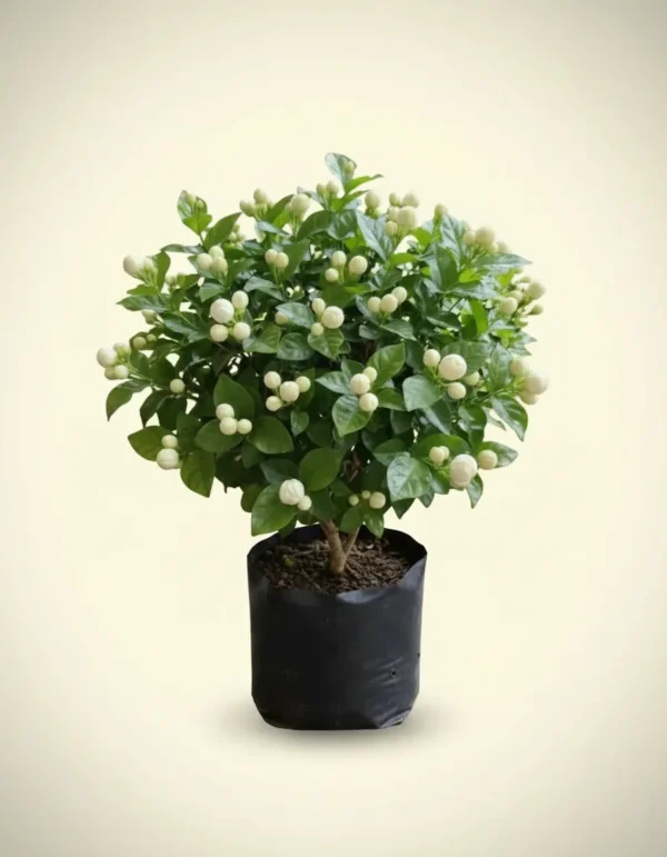 Jasminum sambac