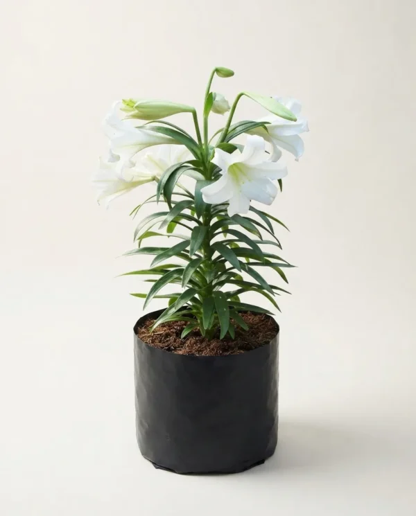 Lilium
