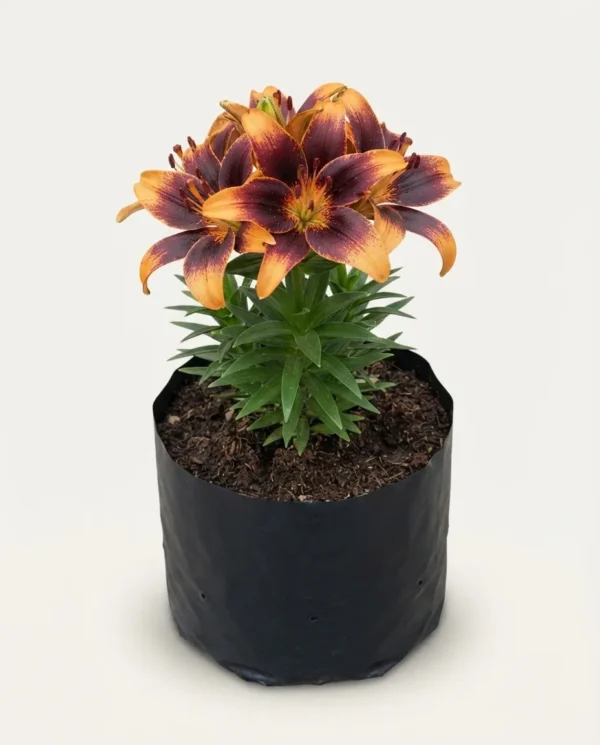 Lilium 'Asiatic Starlette'