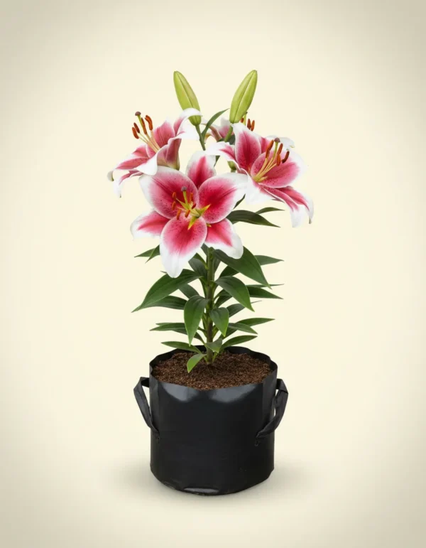 Lilium 'Casablanca'