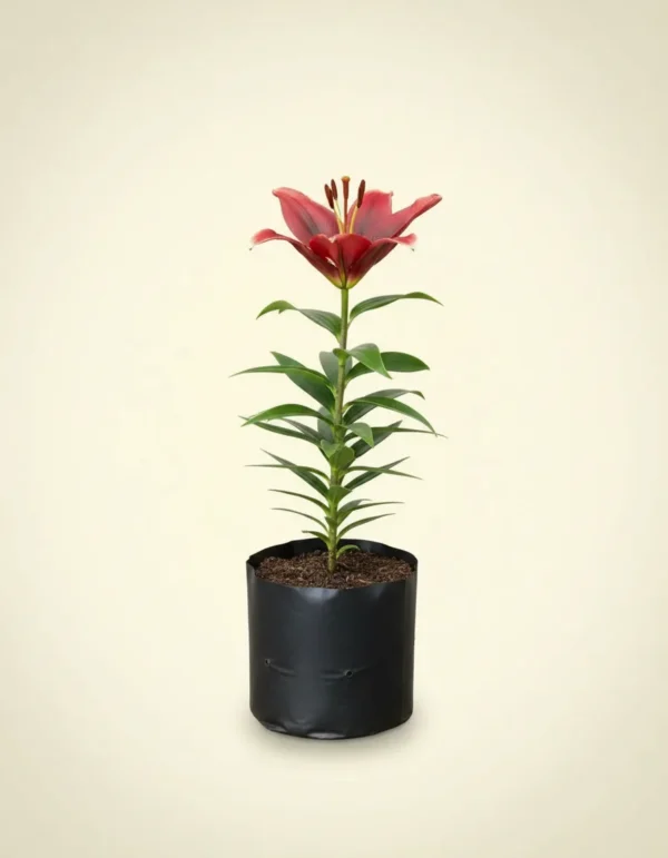 Lilium 'Casablanca'