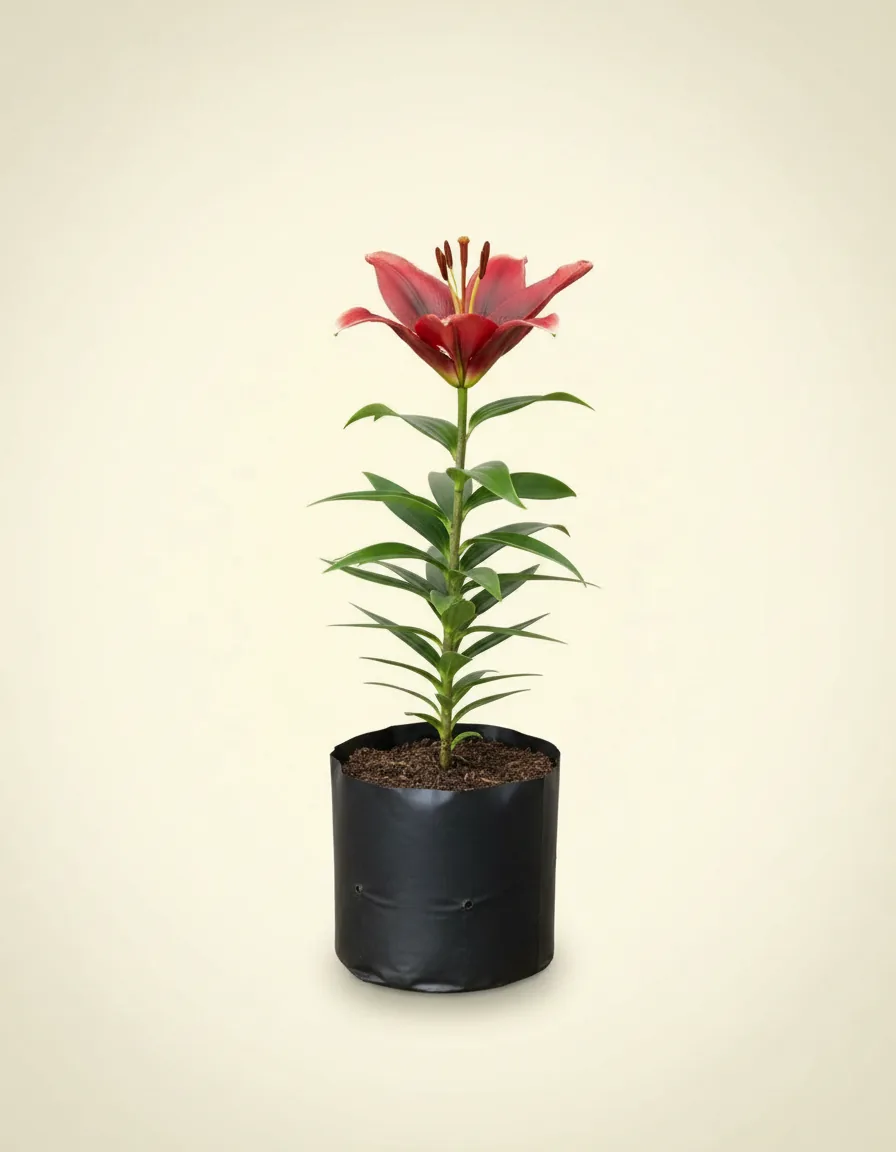 Lilium 'Casablanca'