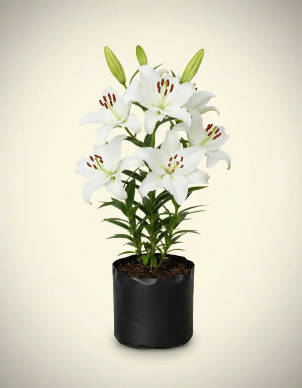 Lilium 'Casablanca'