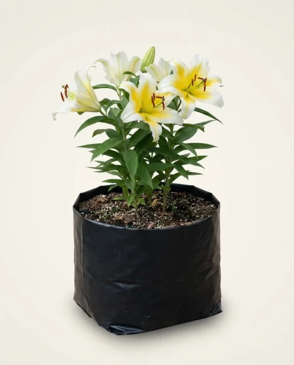 Lilium 'Casablanca'