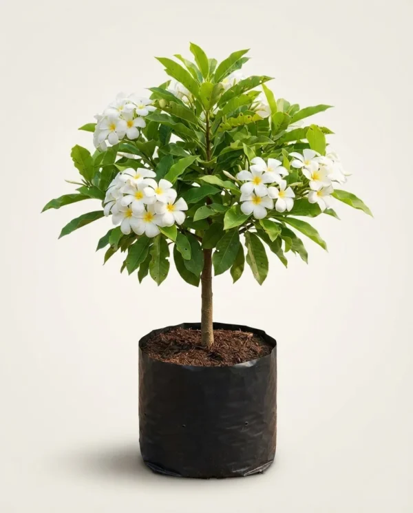 Magnolia champaca
