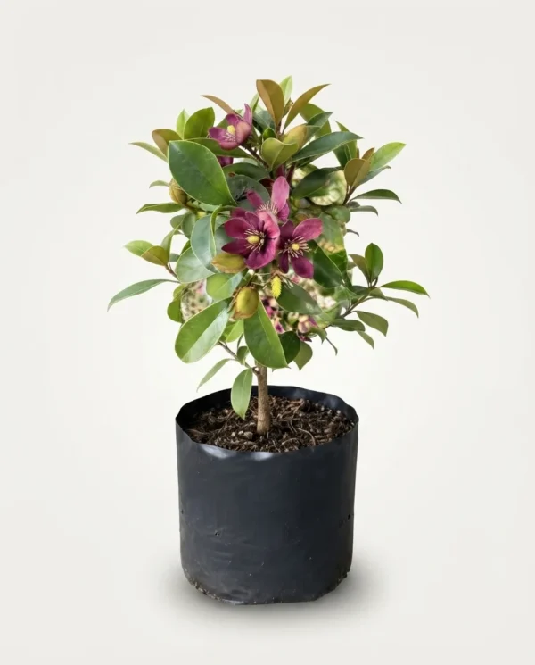 Magnolia figo 'Purple'