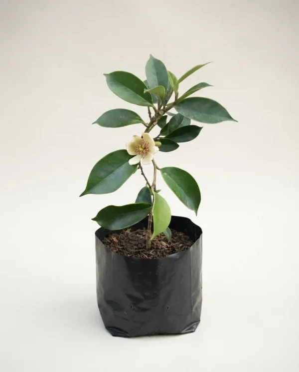 Magnolia figo 'White'