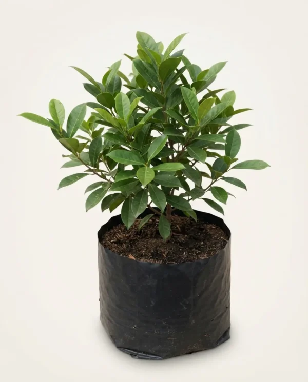 Magnolia liliifera 'White'