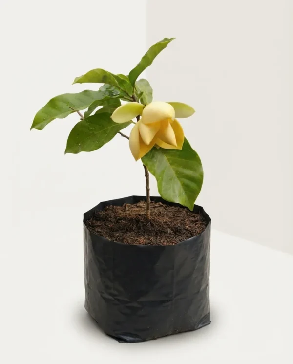 Magnolia liliifera 'Yellow'