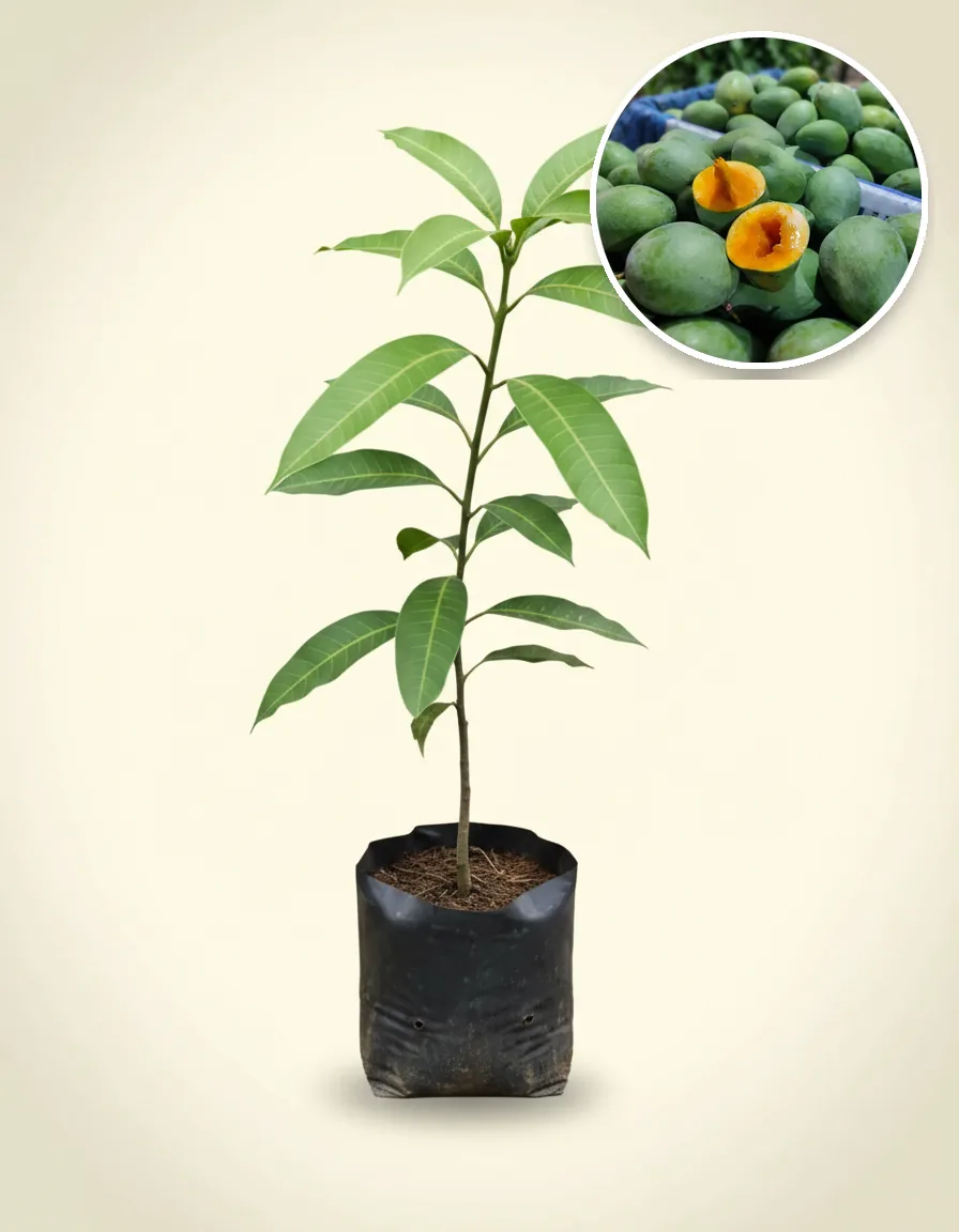 Mango Avocado