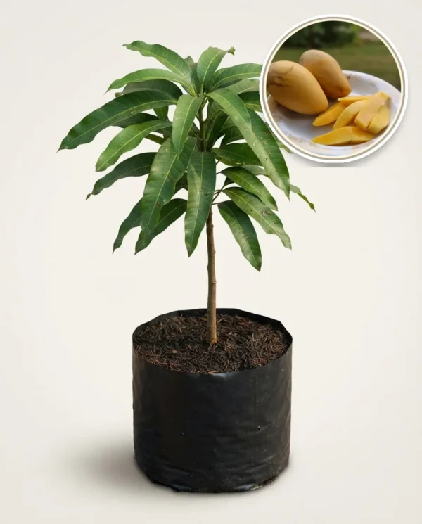 Mango Choknan