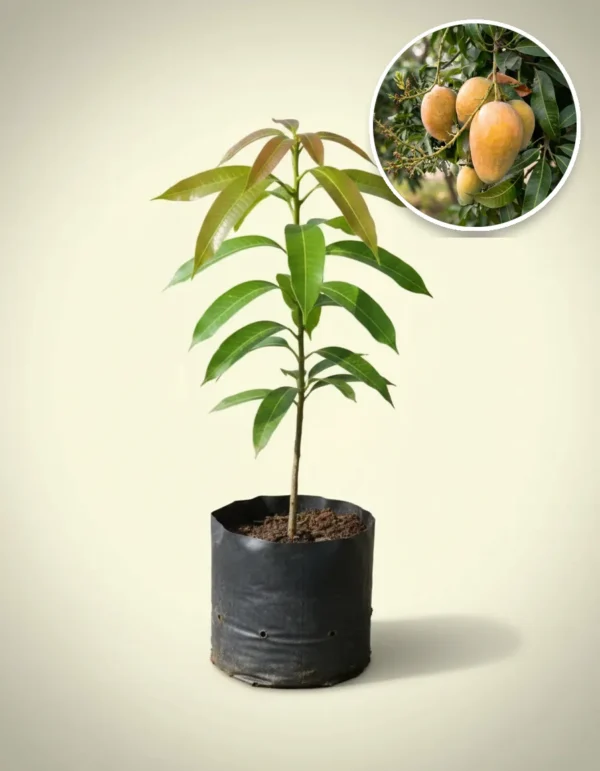 Mango Indramayu