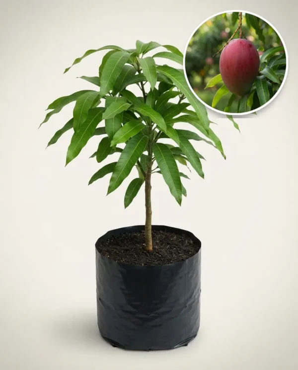 Mango Red Emperor