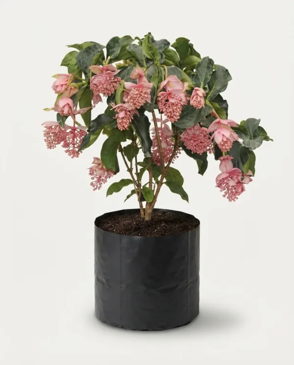 Medinilla magnifica