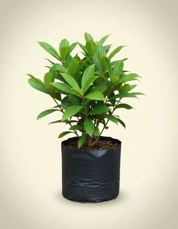 Medinilla speciosa