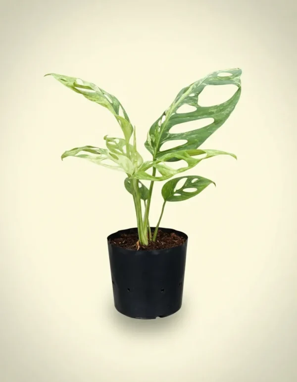 Monstera adansonii var.