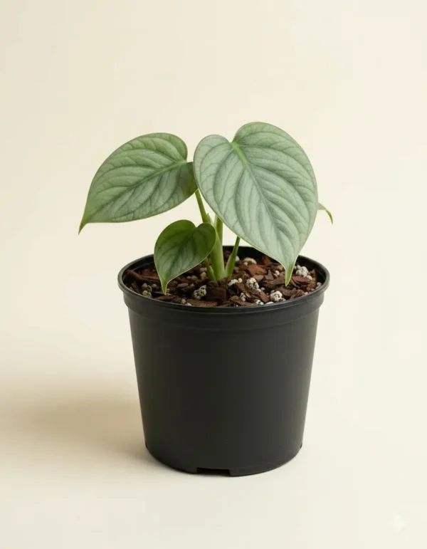 Monstera Amydrium Medium Silver