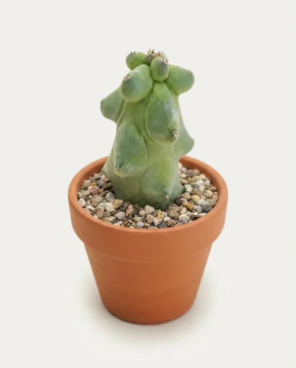 Myrtillocactus 'Fukurokuryuzinboku' (Breast Cactus)