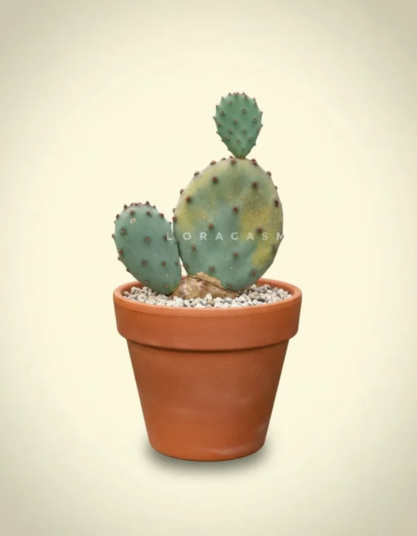 Opuntia santa-rita (Santa Rita Prickly Pear)