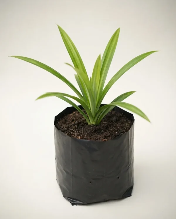 Pandanus amaryllifolius