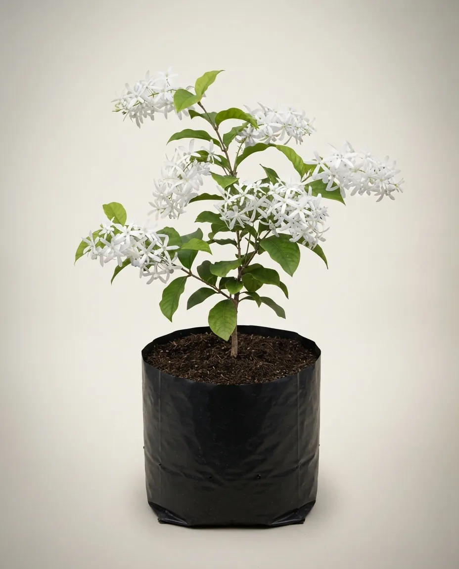 Petrea volubilis 'Alba'