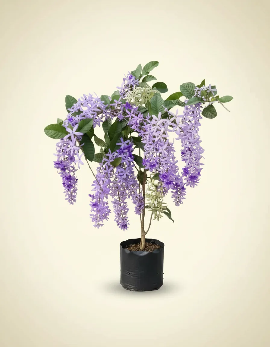 Petrea volubilis
