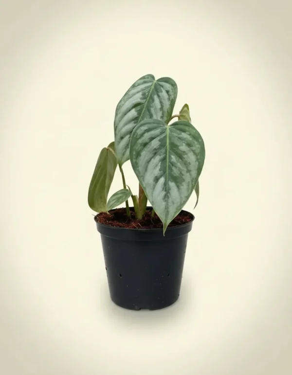 Philodendron brandtianum