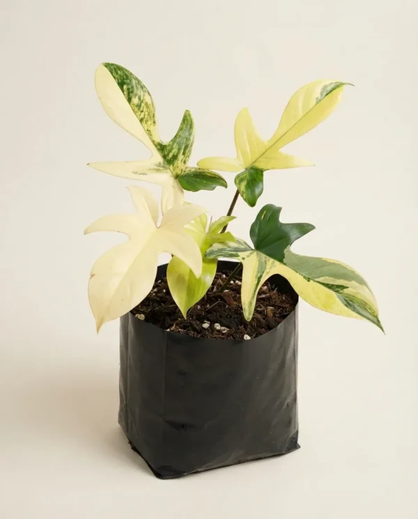 Philodendron Florida Beauty