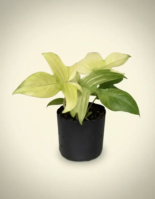 Philodendron Florida Ghost