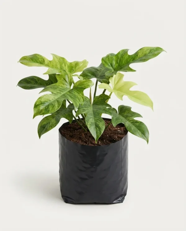 Philodendron Lime Fiddle