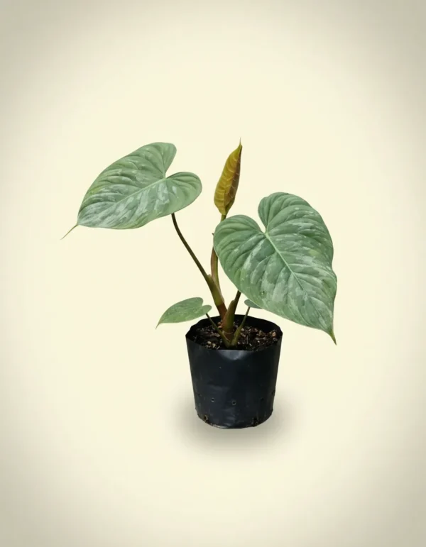Philodendron Majestic