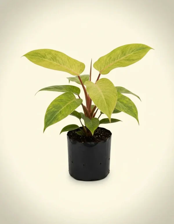 Philodendron Painted Lady