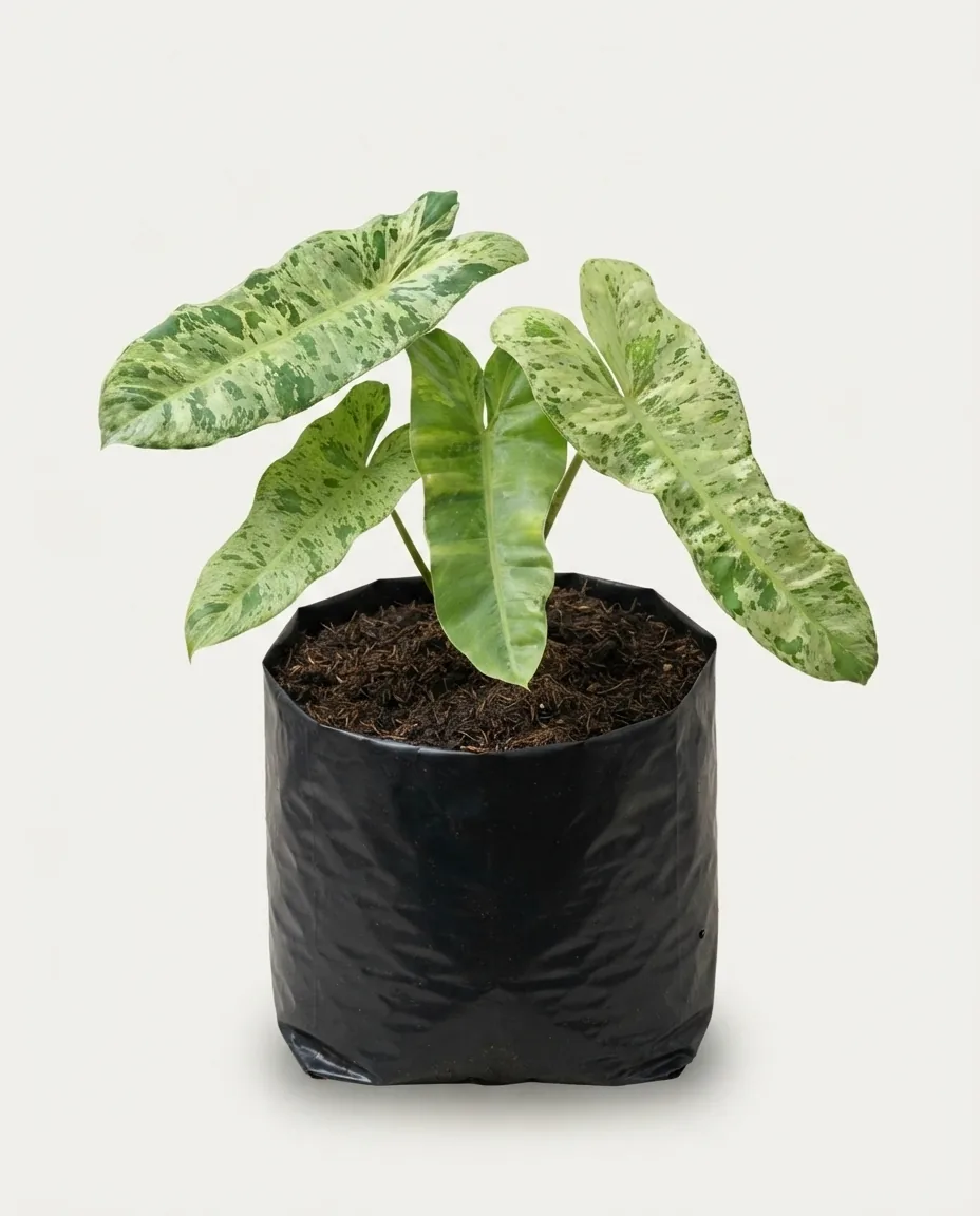 Philodendron Paraiso Verde