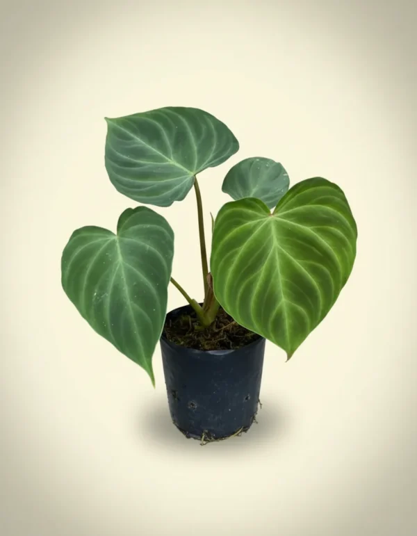 Philodendron verrucosum