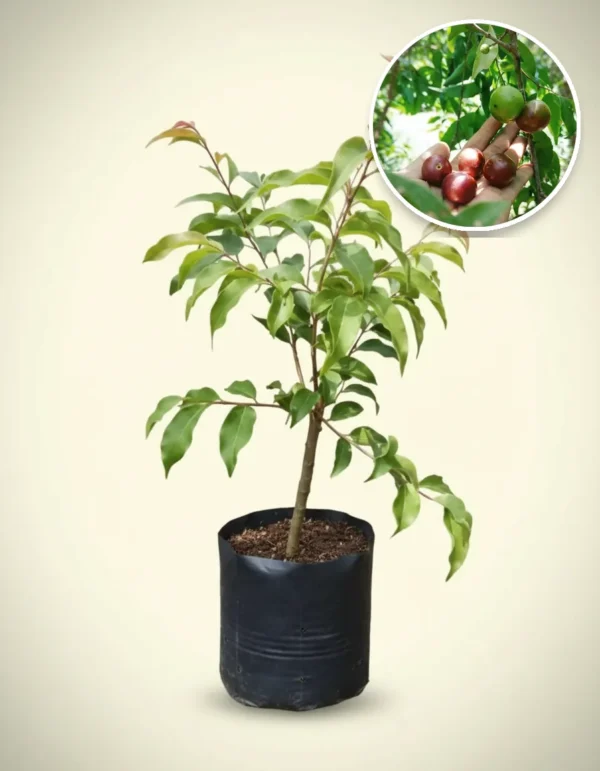 Plum Aussy