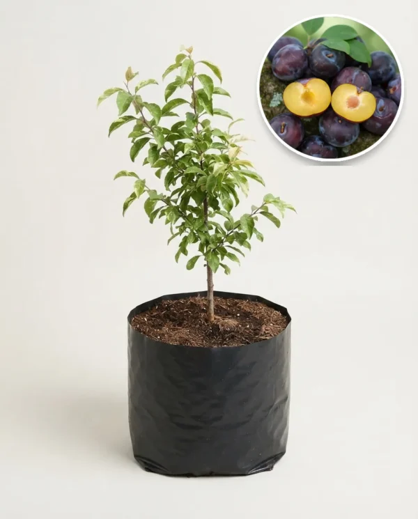 Plum Black