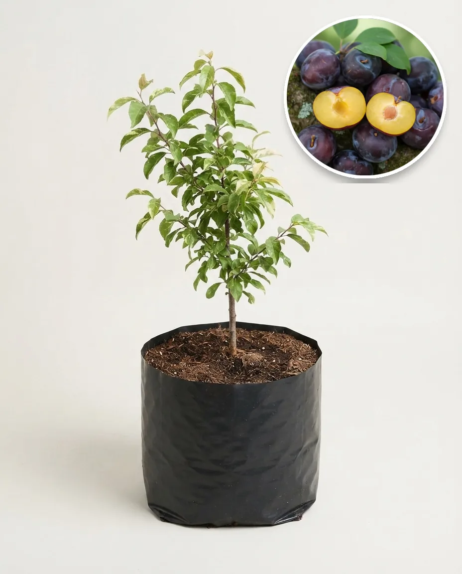 Plum Black