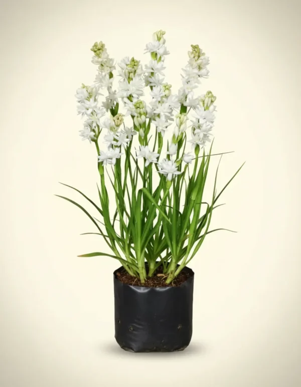 Polianthes tuberosa
