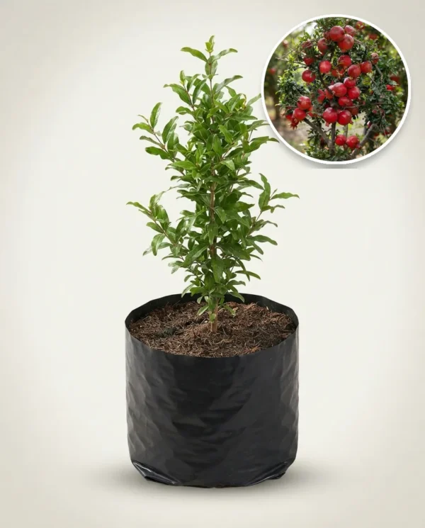 Pomegranate Red Jumbo