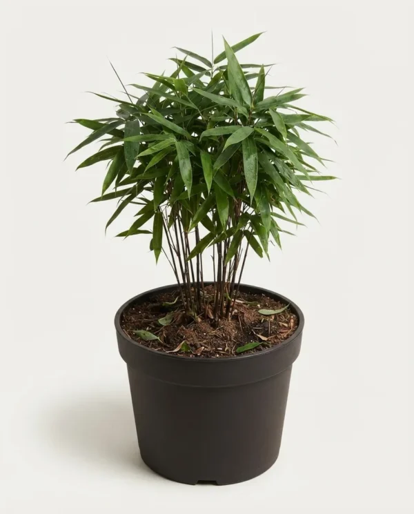 Pseudosasa japonica (Arrow Bamboo)