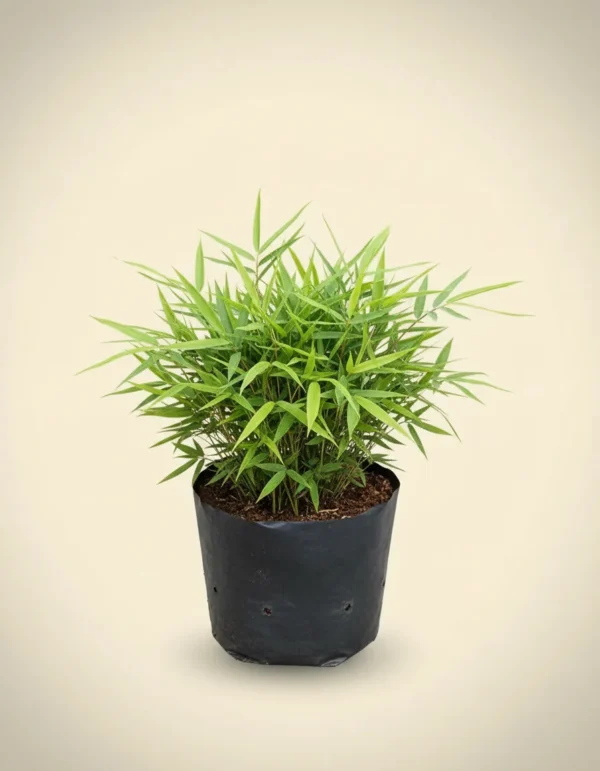 Dwarf Bamboo (Pleioblastus pygmaeus)