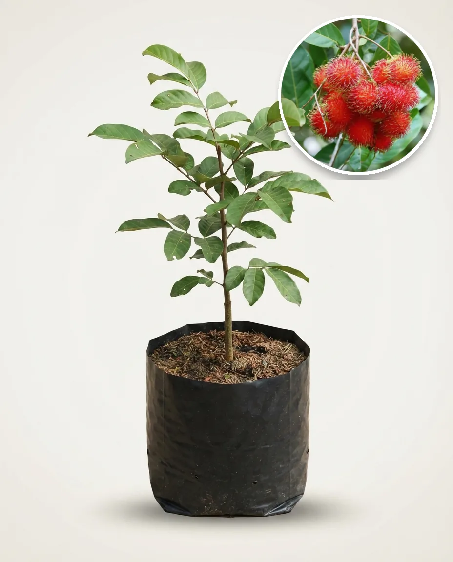 Rambutan Binjai