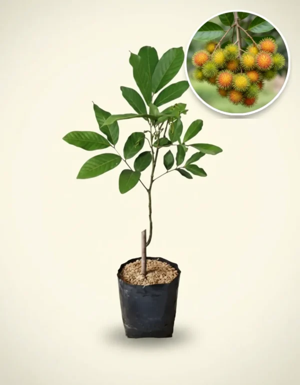 Rambutan Rapiah