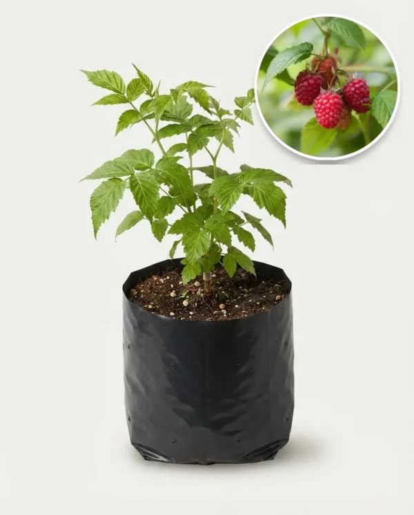 Raspberry Jumbo Red