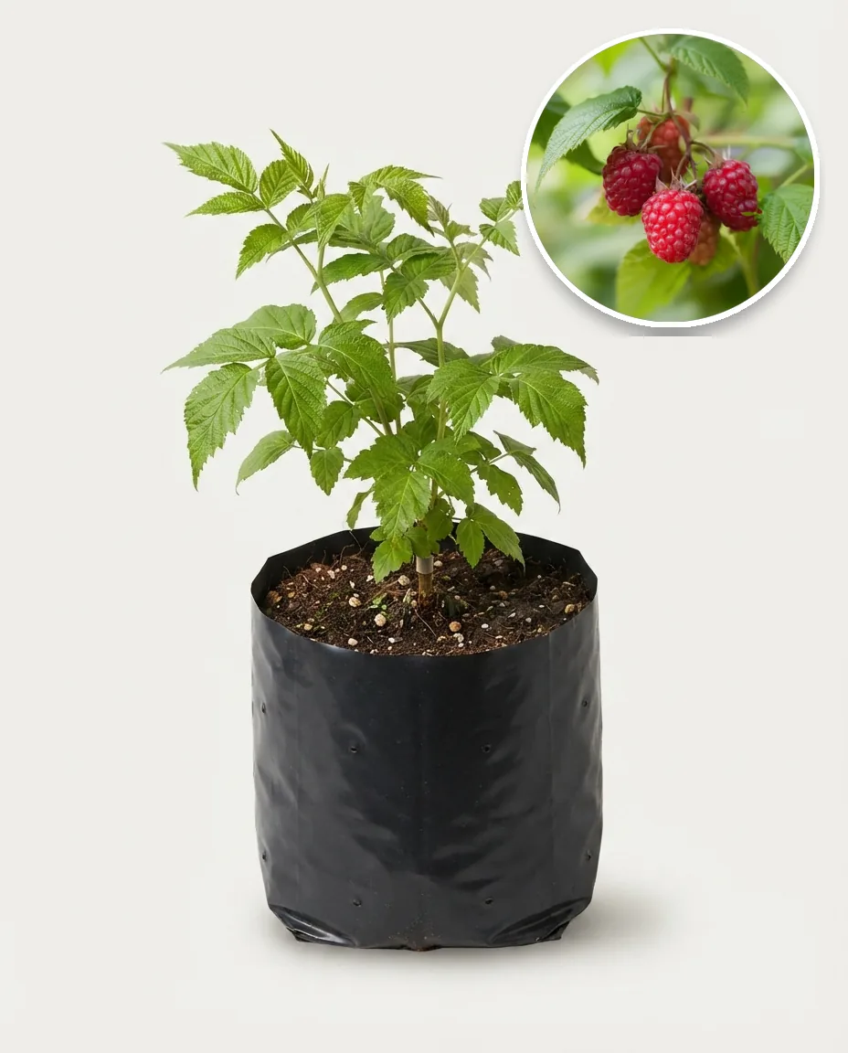 Raspberry Jumbo Red