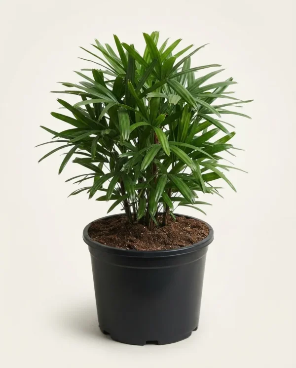 Rhapis excelsa (Lady Palm)